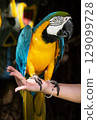 Macaw parrot 129099728