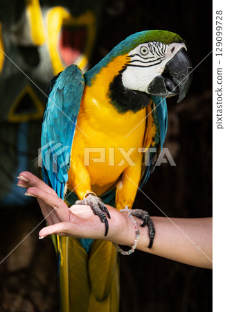Macaw parrot 129099728