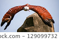 Brahminy Kite 129099732