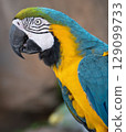 Macaw parrot 129099733