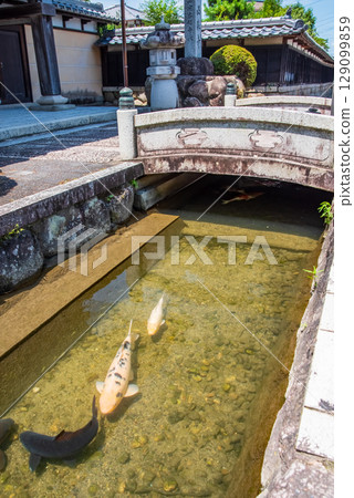 鯉魚遊動的「智石遊水」(三重縣四日市智石町) 鯉魚遊動的「智石遊水」(三重縣四日市智石町) 129099859