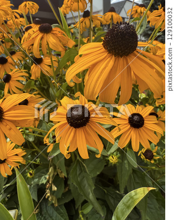 Black-Eyed Susans in Full Bloom Black-Eyed Susans in Full Bloom 129100032