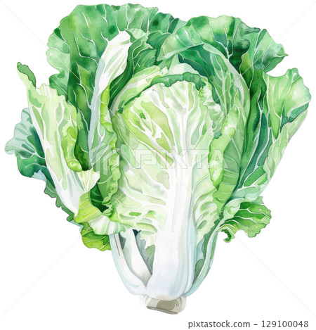 Delicate watercolor painting of fresh Peking cabbage with elongated pale green leaves, isolated on clean white background. Botanical-style illustration showing crisp texture and natural folds 129100048