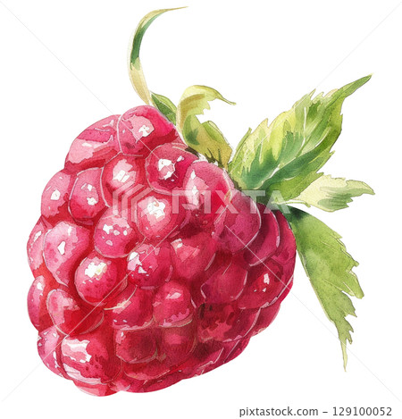 Delicate watercolor painting of fresh raspberries with vibrant red hues and subtle texture, isolated on clean white background. Botanical-style illustration with dewy highlights 129100052