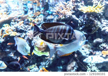 Many colorful fish and coral Many colorful fish and coral 129100101