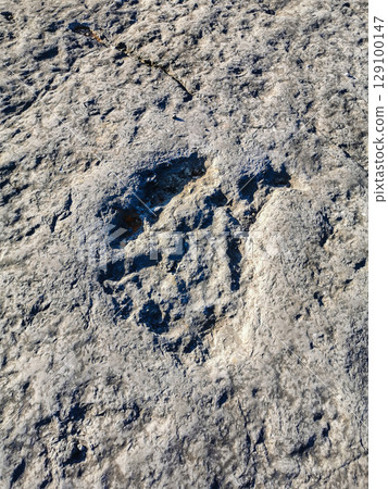 Natural monument of fossil dinosaur footprints in Portugal. Pedagogical circuit and visitors can see and touch the footprints 129100147