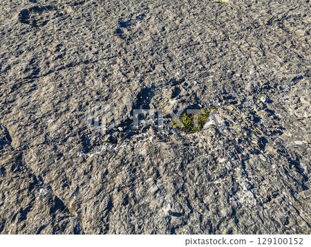 Natural monument of fossil dinosaur footprints in Portugal. Pedagogical circuit and visitors can see and touch the footprints 129100152