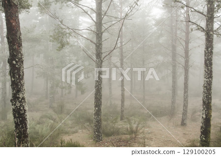 Foggy atmosphere enveloping the landscape Foggy atmosphere enveloping the landscape 129100205