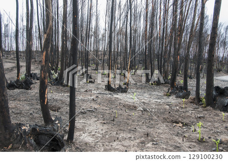 After summer forest fires in Portugal 129100230