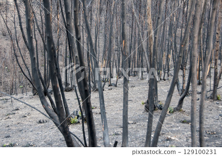 After summer forest fires in Portugal 129100231