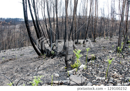 After summer forest fires in Portugal After summer forest fires in Portugal 129100232