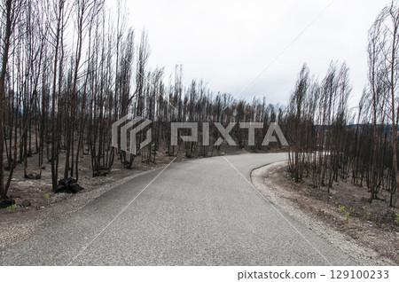 After summer forest fires in Portugal 129100233