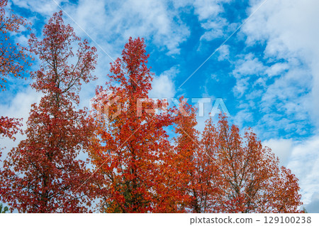 Autumn palette color from yellow to red  129100238