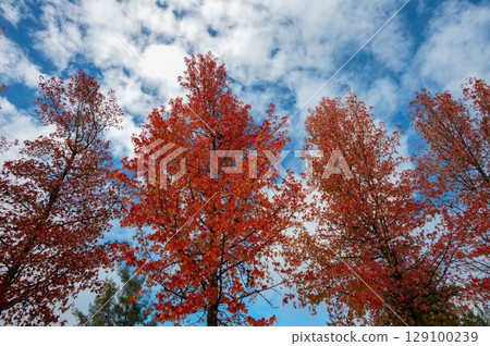 Autumn palette color from yellow to red  129100239