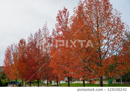 Autumn palette color from yellow to red Autumn palette color from yellow to red 129100242