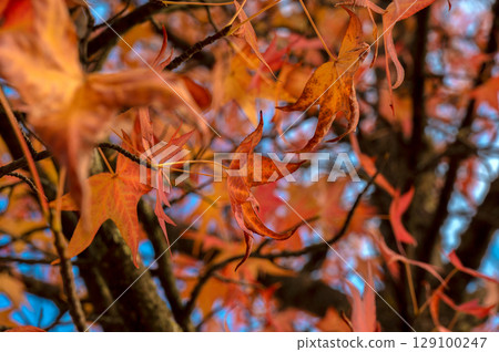 Autumn palette color from yellow to red  129100247