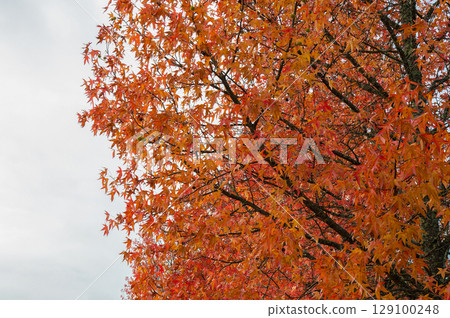 Autumn palette color from yellow to red  129100248