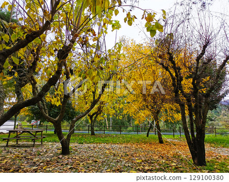 Trees with yellow leaves as a sign of autumn 129100380