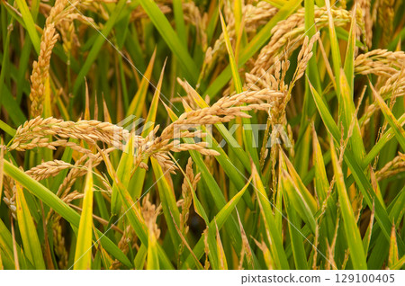 Golden agricultural field sown with rice Golden agricultural field sown with rice 129100405