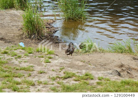 A peaceful duck resting by the waters edge in an ethereal and serene natural landscape 129100449