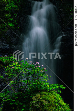 靜謐中盛開的繡球花和飛流直下的瀑布 靜謐中盛開的繡球花和飛流直下的瀑布 129100649