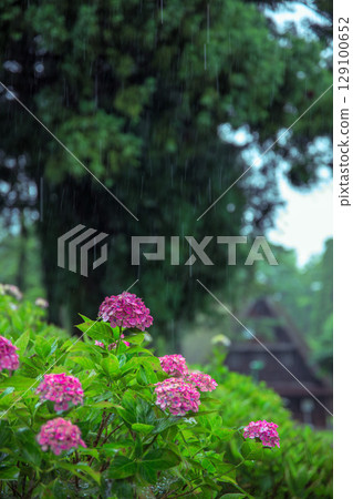 Hydrangeas soaked in the rain and the original Japanese landscape Hydrangeas soaked in the rain and the original Japanese landscape 129100652