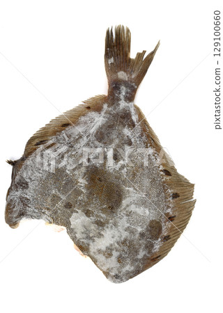 Frozen flounder without head isolated on white background. 129100660