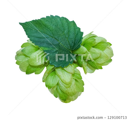 Three fresh Green Hop cones with leaf Isolated on white background. Close up Hop cones for making beer and bread. Fresh green hop branch. 129100713
