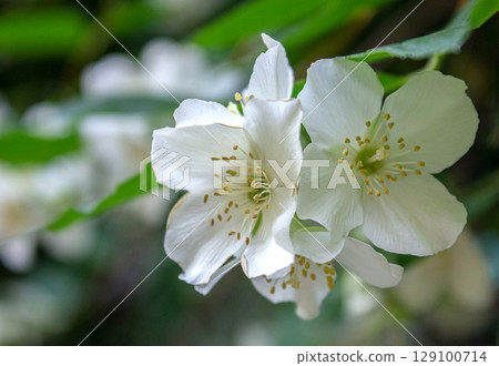 White Jasmine flowers closeup. Blooming jasmine shrub. White flowers. 129100714