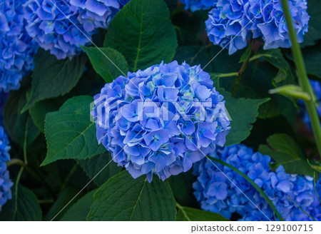 Blue hydrangea flowers close up. Lush bush with abundance of blue Hydrangea flowers with green leaves. 129100715