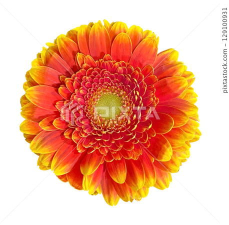 Beautiful Orange and Yellow Gerbera Daisy head isolated on white background. Object with clipping path. 129100931