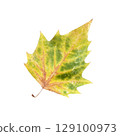 Dry autumn yellow green spotted tree leaf, isolated cutout object for seasonal decor, design, clipping path, closeup, soft focus 129100973