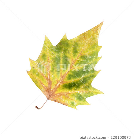 Dry autumn yellow green spotted tree leaf, isolated cutout object for seasonal decor, design, clipping path, closeup, soft focus 129100973