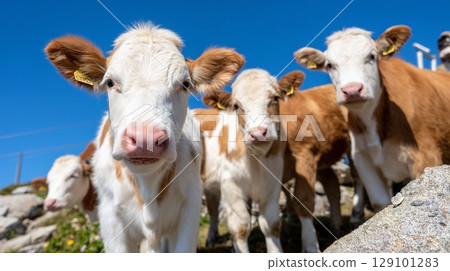 Group of cows grazing peacefully on a lush meadow in the stunning Austrian Alps, enjoying the warmth of a clear blue sky 129101283