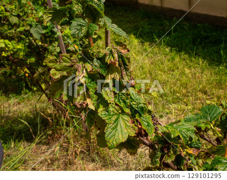 Close-up of currant bush leaves infested with aphids, showing the damage caused by these pests in a garden environment, highlighting the need for pest control. Close-up of currant bush leaves infested with aphids, showing the damage caused by these pests in a garden environment, highlighting the need for pest control. 129101295