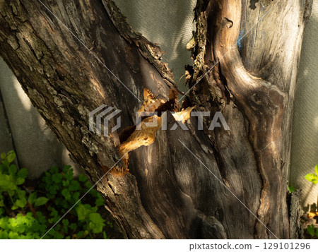 Strong wind breaks old tree trunk. Close-up of broken tree trunk after hurricane, showing damage and destruction caused by powerful storm, bark and wood chips visible. 129101296