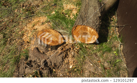 Freshly cut tree trunk resting on grass beside a stump, surrounded by sawdust, illustrating the impacts of deforestation and the ongoing challenges of tree removal in natural ecosystems. 129101297