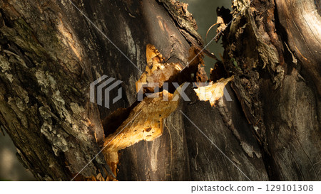 Close-up view of a broken tree trunk revealing decaying wood, showcasing the effects of natural damage and illustrating the relentless passage of time in the environment. 129101308