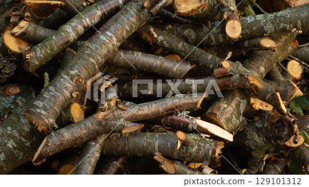 A pile of freshly chopped cherry firewood. A close-up of a pile of freshly cut branches shows the rough texture of the bark and the cross-sections that create an intricate natural background. A pile of freshly chopped cherry firewood. A close-up of a pile of freshly cut branches shows the rough texture of the bark and the cross-sections that create an intricate natural background. 129101312