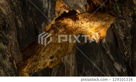 A close-up of a broken tree trunk showing the vibrant orange wood grain, illustrating the destructive power of a hurricane and the resilience of nature. Close-up of a broken tree trunk. A close-up of a broken tree trunk showing the vibrant orange wood grain, illustrating the destructive power of a hurricane and the resilience of nature. Close-up of a broken tree trunk. 129101316