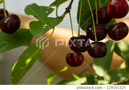 Farmer's hand reaching out to pick ripe, dark red cherries from a leafy branch, soaking in the warm sunlight of the harvest season, captures the essence of summer's bounty. 129101325