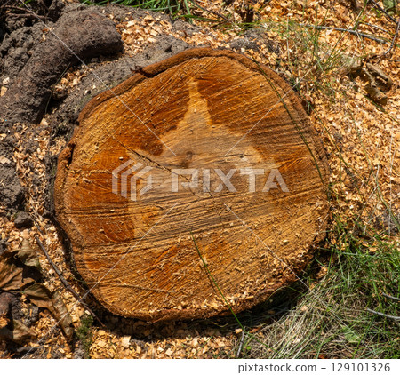 Close-up of a freshly cut tree trunk displaying prominent growth rings and surrounded by sawdust, highlighting the impact of logging and deforestation on the environment. Close-up of a freshly cut tree trunk displaying prominent growth rings and surrounded by sawdust, highlighting the impact of logging and deforestation on the environment. 129101326