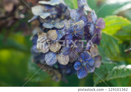 The Last Hydrangea The Last Hydrangea 129101362