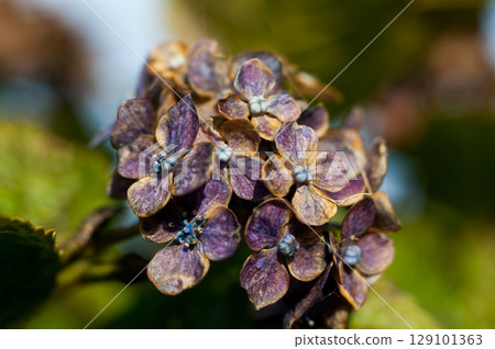 The Last Hydrangea 129101363