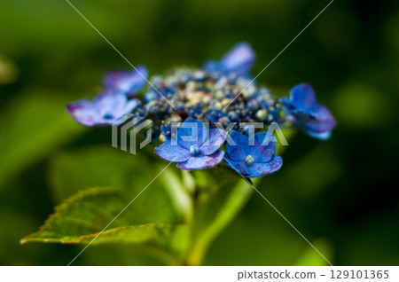The Last Hydrangea The Last Hydrangea 129101365