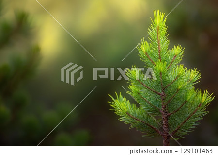 Young pine sapling stands proudly forest floor, result successful tree 129101463