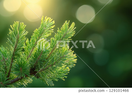 Close up vibrant green pine branch bathed warm sunlight 129101466