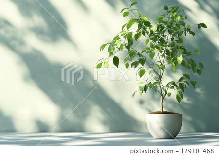 Indoor plant casts shadows, symbolizing mindful nature care. 129101468