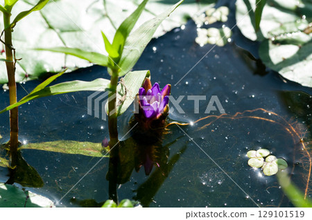 芡實 芡實 129101519