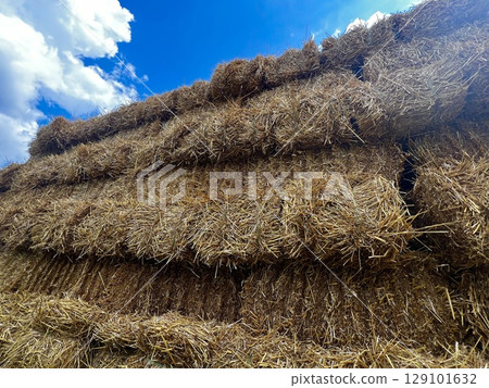 Rural farm scene with straw piles Rural farm scene with straw piles 129101632